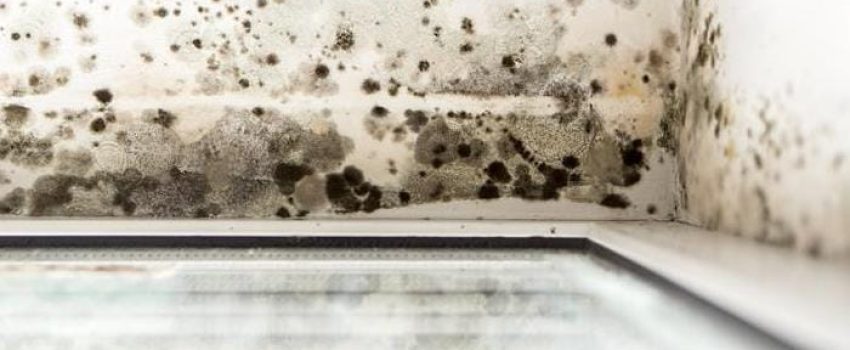 Mold & Odor Control